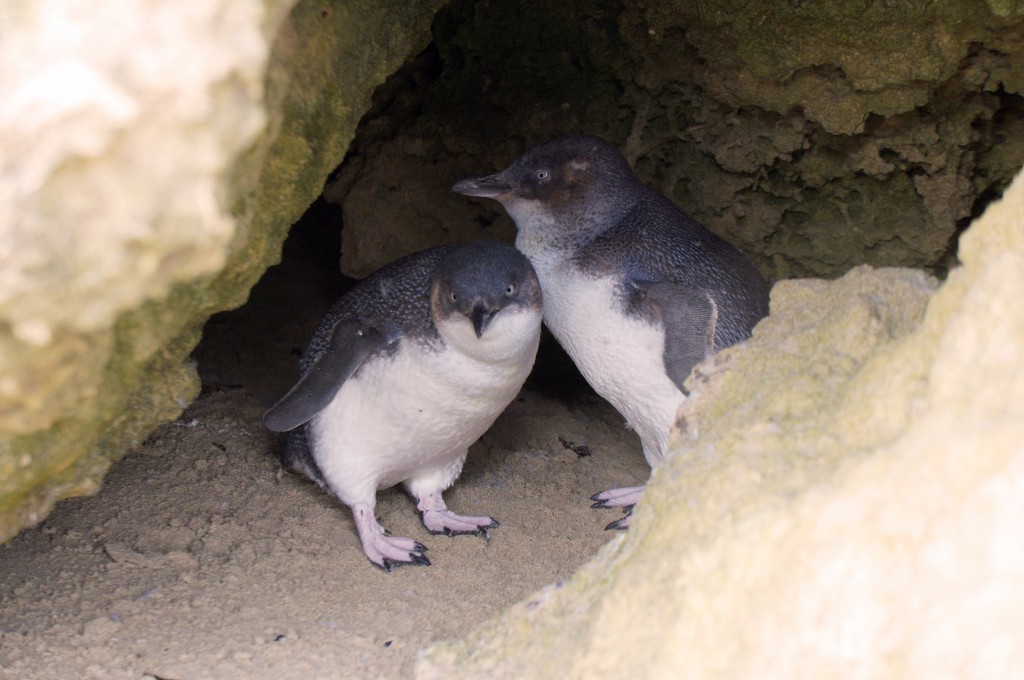 Pinguin Island